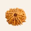 Natural 10 Mukhi/Face Rudraksha (Nepal Origin- Collector Size)