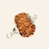 Natural 13 Mukhi Rudraksha (Nepal Origin- Collector Size)