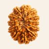 Natural 12 Mukhi/Face Rudraksha (Nepal Origin- Collector Size)