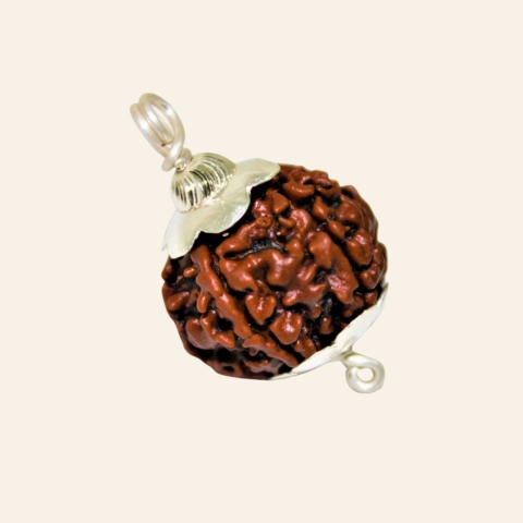 Natural 5 Mukhi/Face Rudraksha (Nepal Origin)
