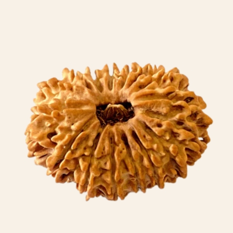 Natural 16 Mukhi/Face Rudraksha (Nepal Origin- 28.50 MM)