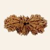 Trijuti Rudraksha (Nepali Origin)