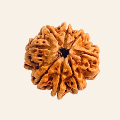 Natural 8 Mukhi/Face Rudraksha (Nepal Origin- Collector Size)