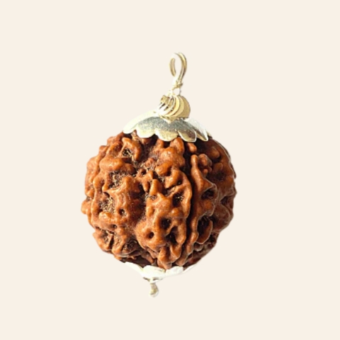 Natural 6 Mukhi Rudraksha (Nepal Origin- Collector Size)