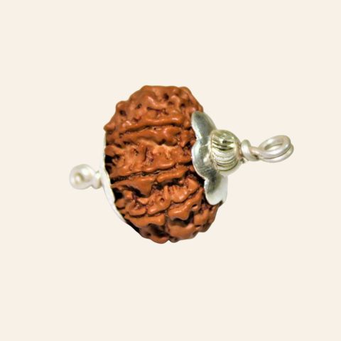 Natural 7 Mukhi Rudraksha (Nepal Origin- 19.00 mm)