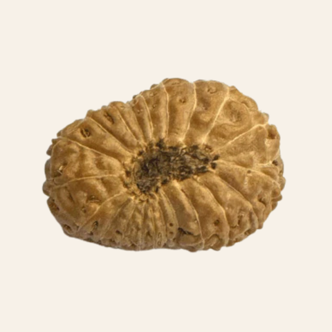 Antique 20 Mukhi Rudraksha (Indonesian Origin- 17.00 MM)