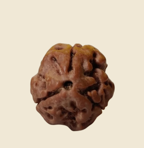 3 Mukhi Himalayan Rudraksh