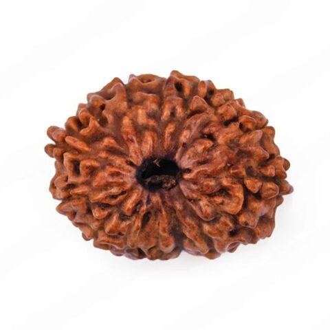 Natural 18 Mukhi Rudraksha (Nepal Origin)