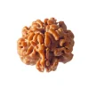 Natural 1 Mukhi Rudraksha (Nepal Origin)